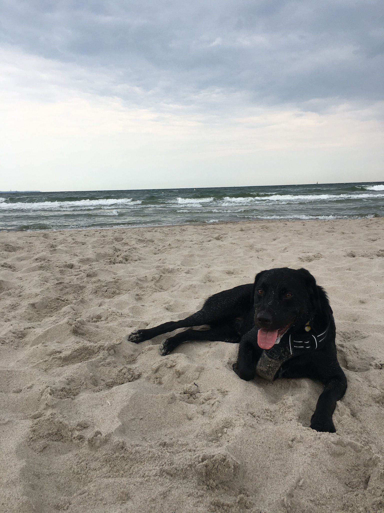 Hund am Ostseestrand